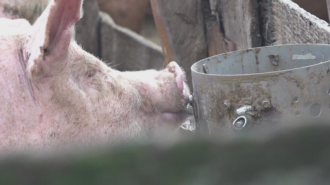 Supreme Court case could affect pork prices - Vimarsana News