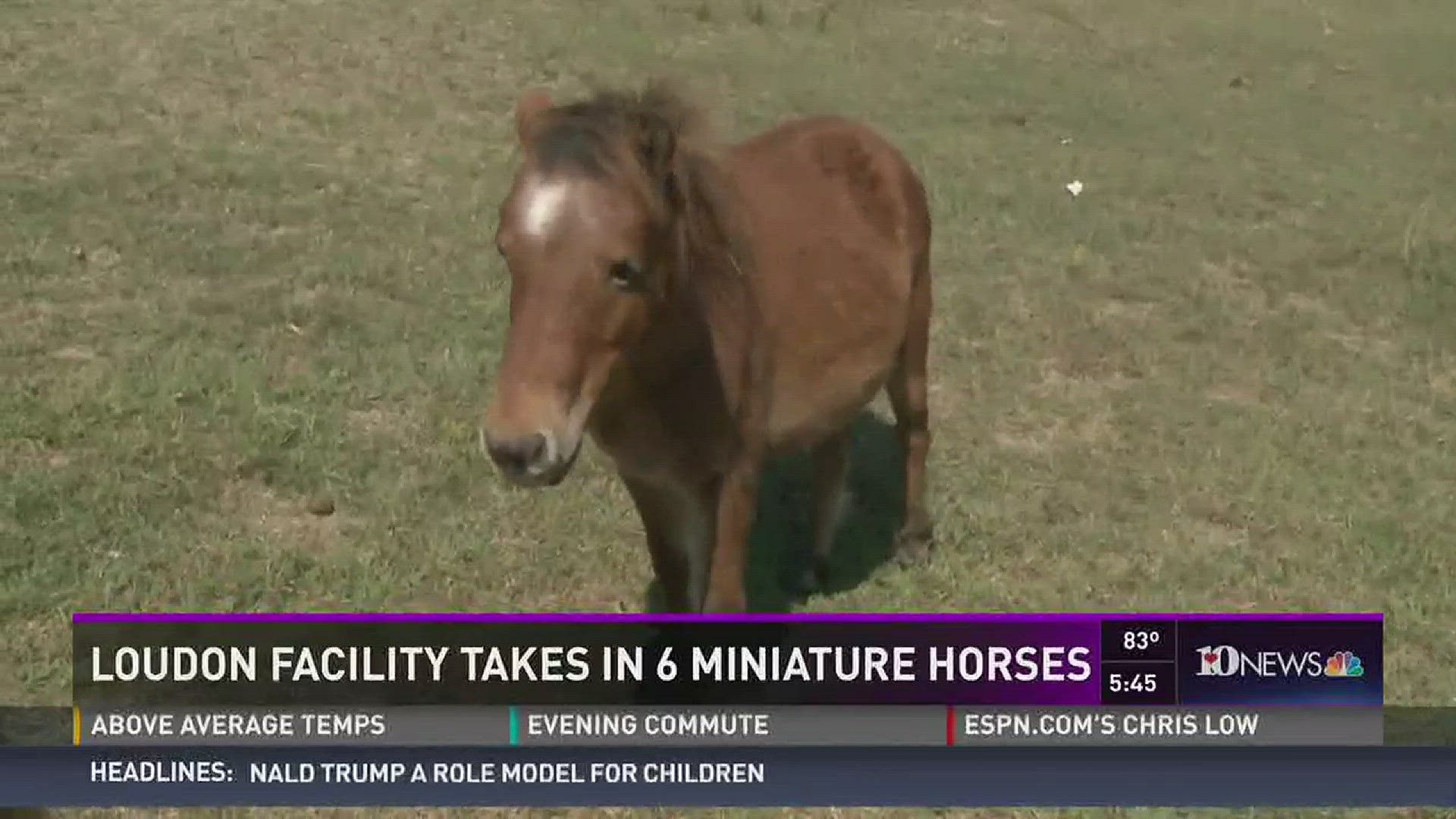 Oct. 4, 2016: Six miniature horses are now being cared for in Loudon after being rescued from a neglectful owner in West Tennessee.