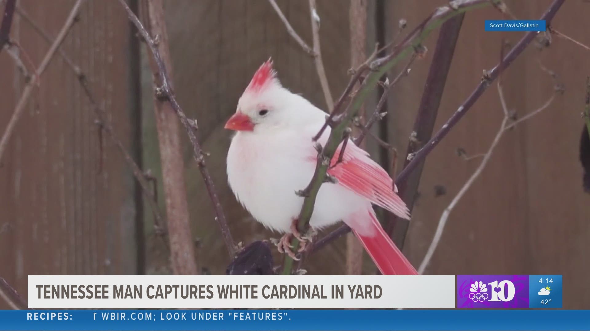 Video from Gallatin, Tennessee used with permission of Scott Davis. He captured this beautiful cardinal in his yard. Feb. 19, 2021-4pm.