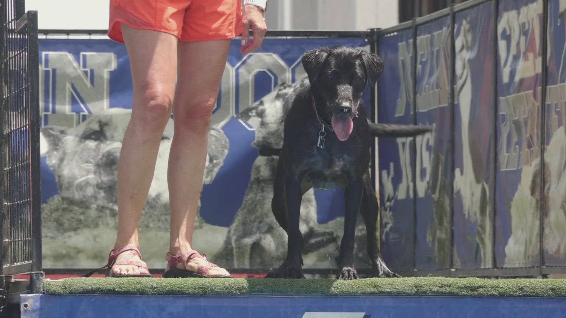 Maryville’s Summer on Broadway features music, markets and dock-diving dogs as pups leap into pools for fun and competition with their owners.