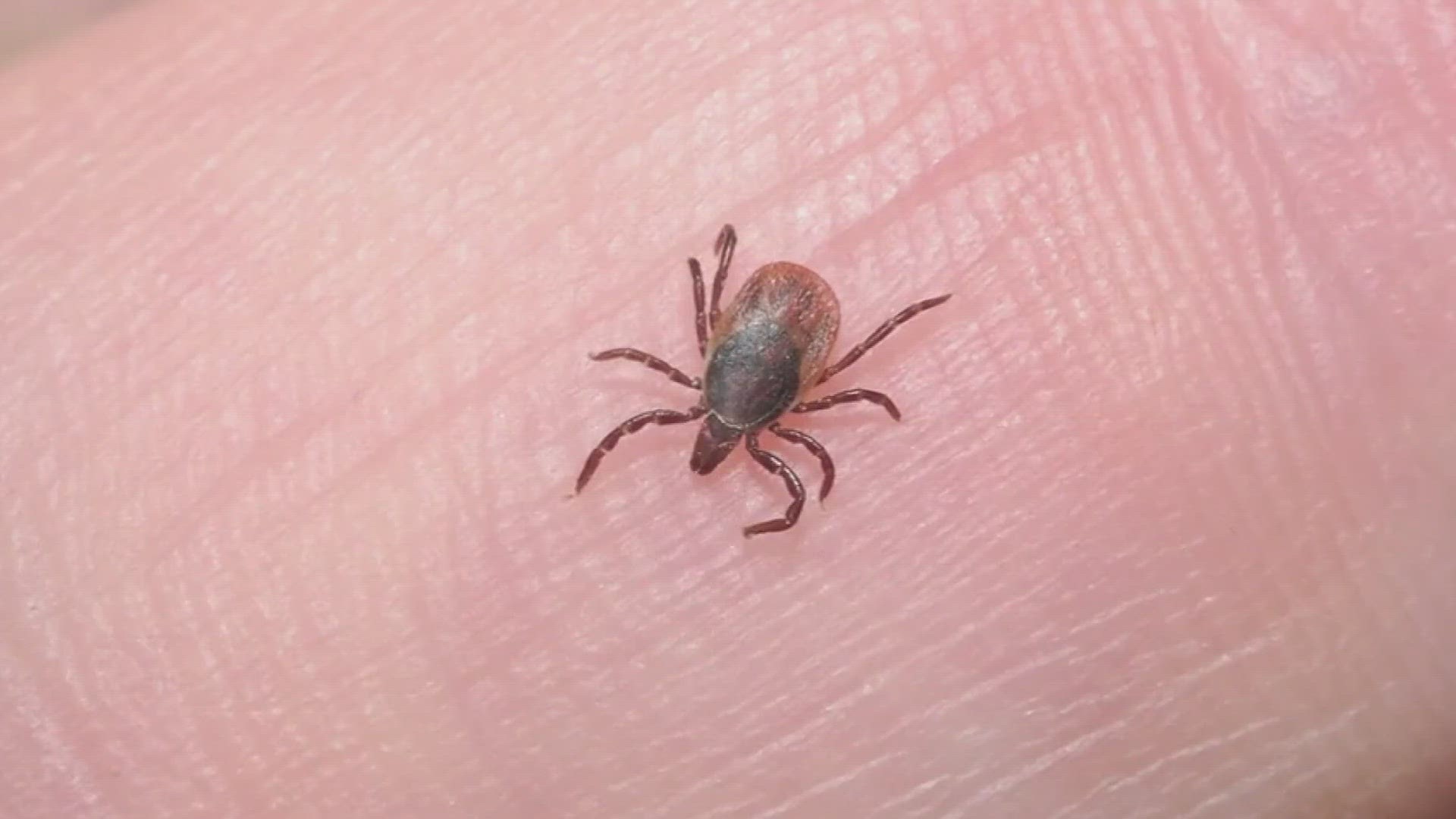 An associate professor at the UT Institute of Agriculture said as spring starts, there are five species of ticks wandering across East Tennessee.