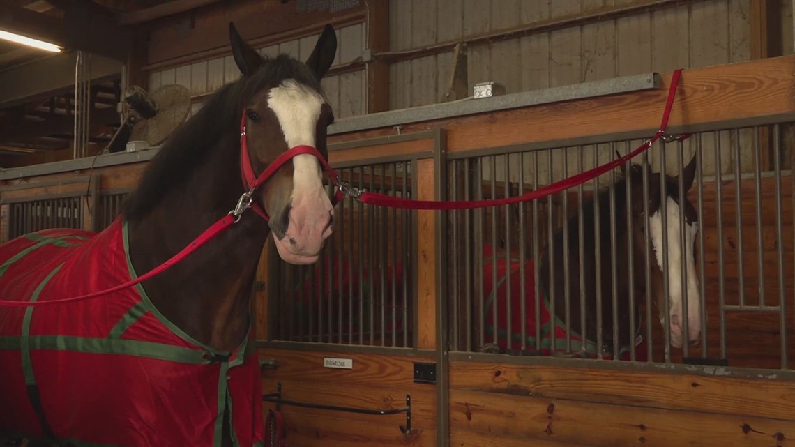 Budweiser Clydesdales visit East Tennessee, appearing at the Knoxville