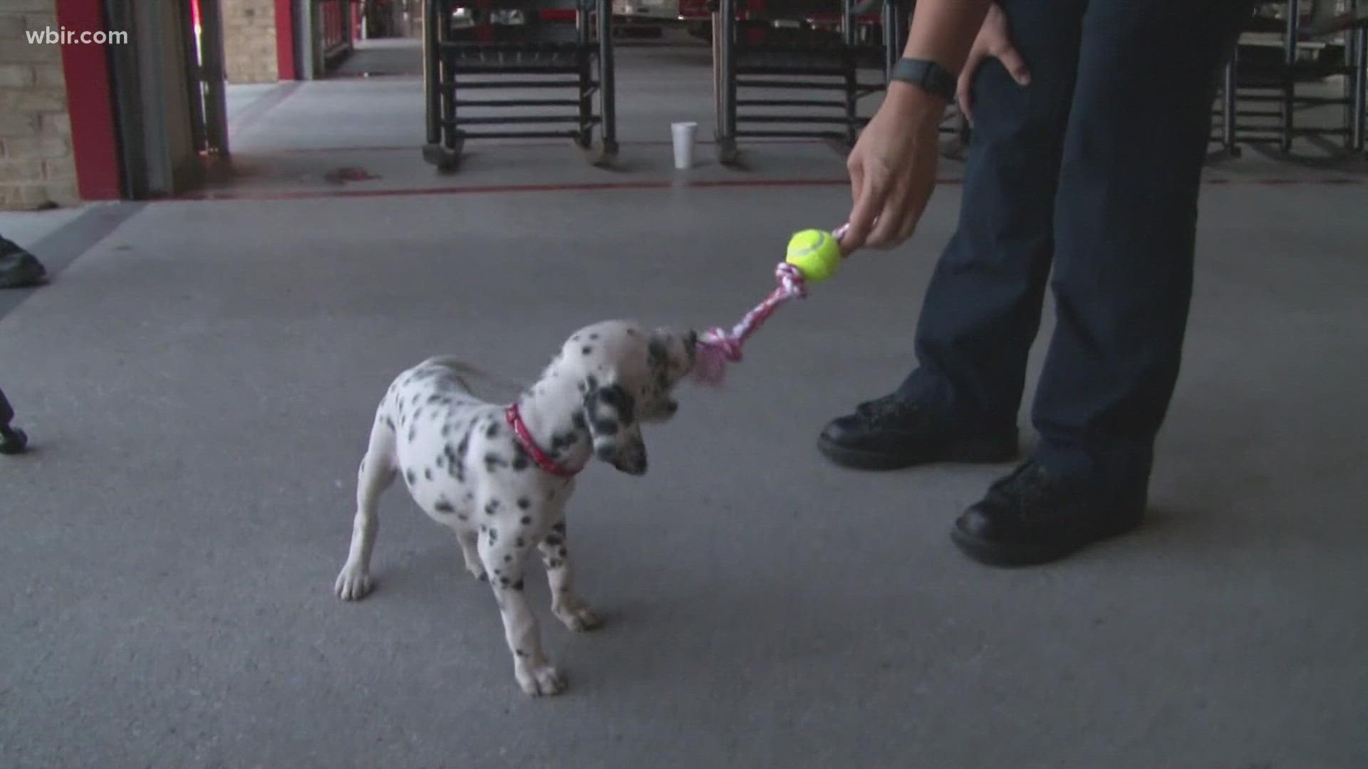 Officials with the fire department said Ember spent most of the day exploring her new home, playing with toys and giving her new team lots of love.