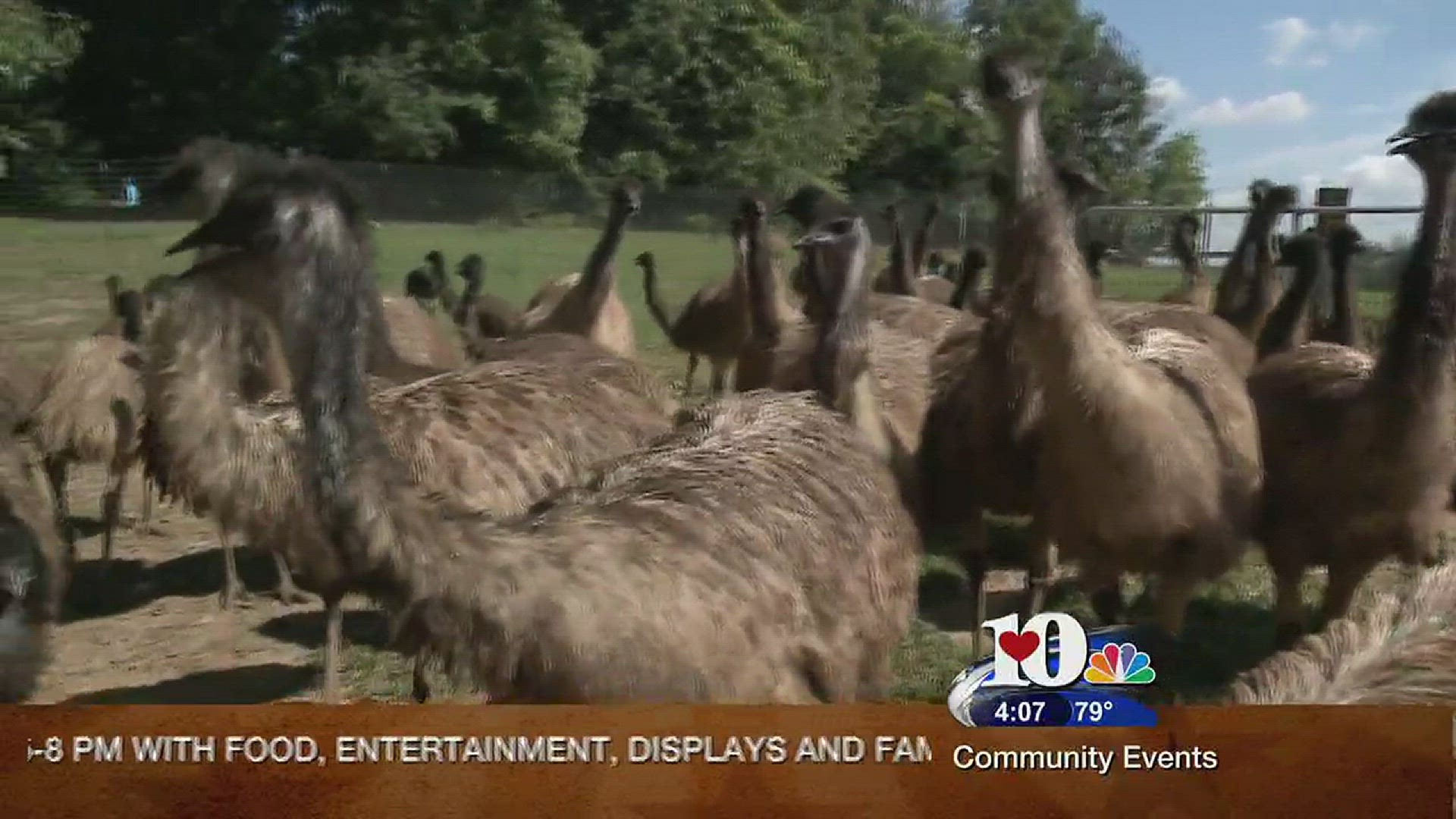 OCt. 2, 2015 Live at Five at 4
Dairy farmer gives up cows to raise flightless birds