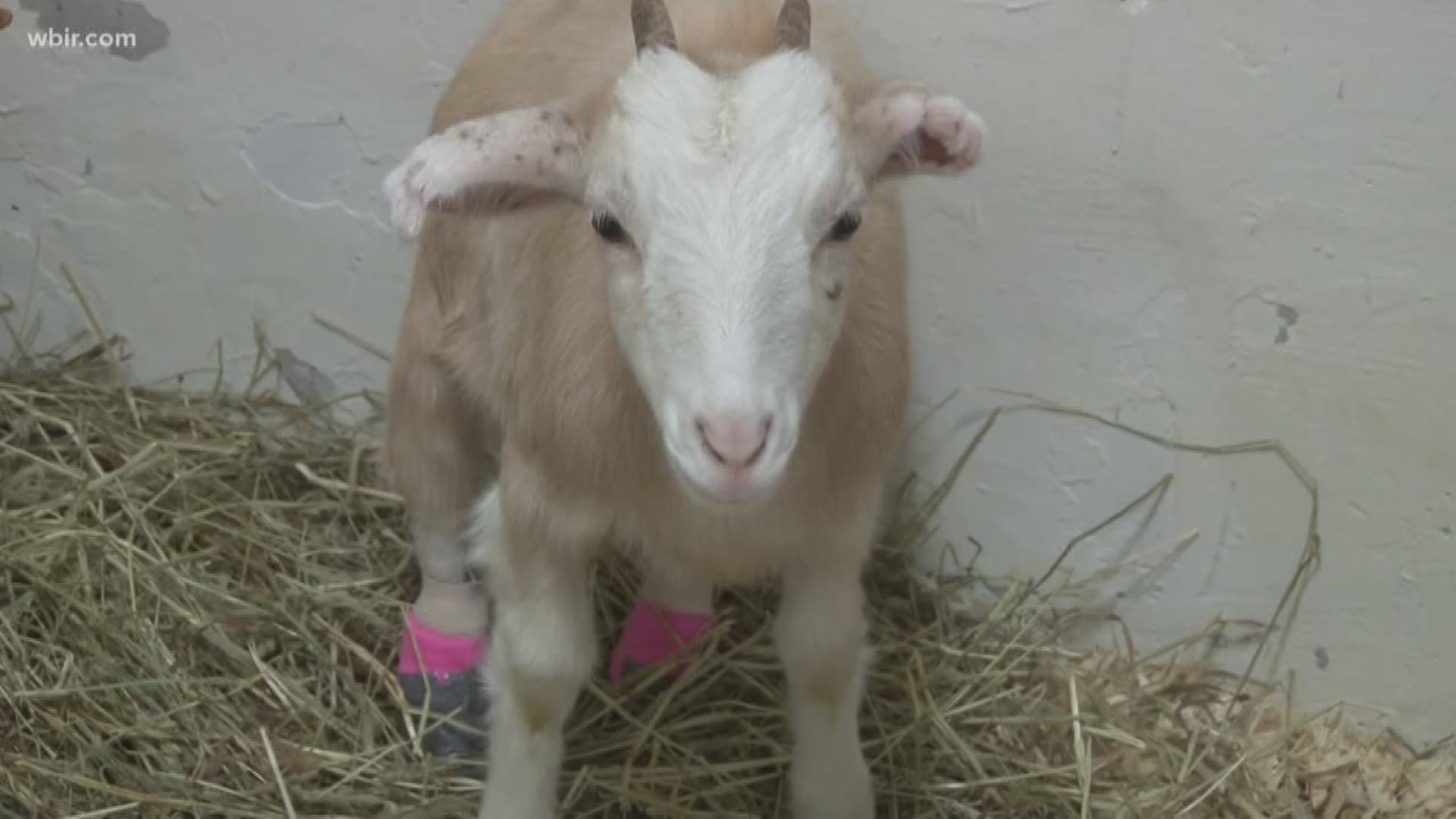 Lolli lost both of her hind feet last winter due to extremely cold temperatures. A rescue called the Gentle Barn and UT Vet School teamed up to get her prosthetic legs and teach her to walk again