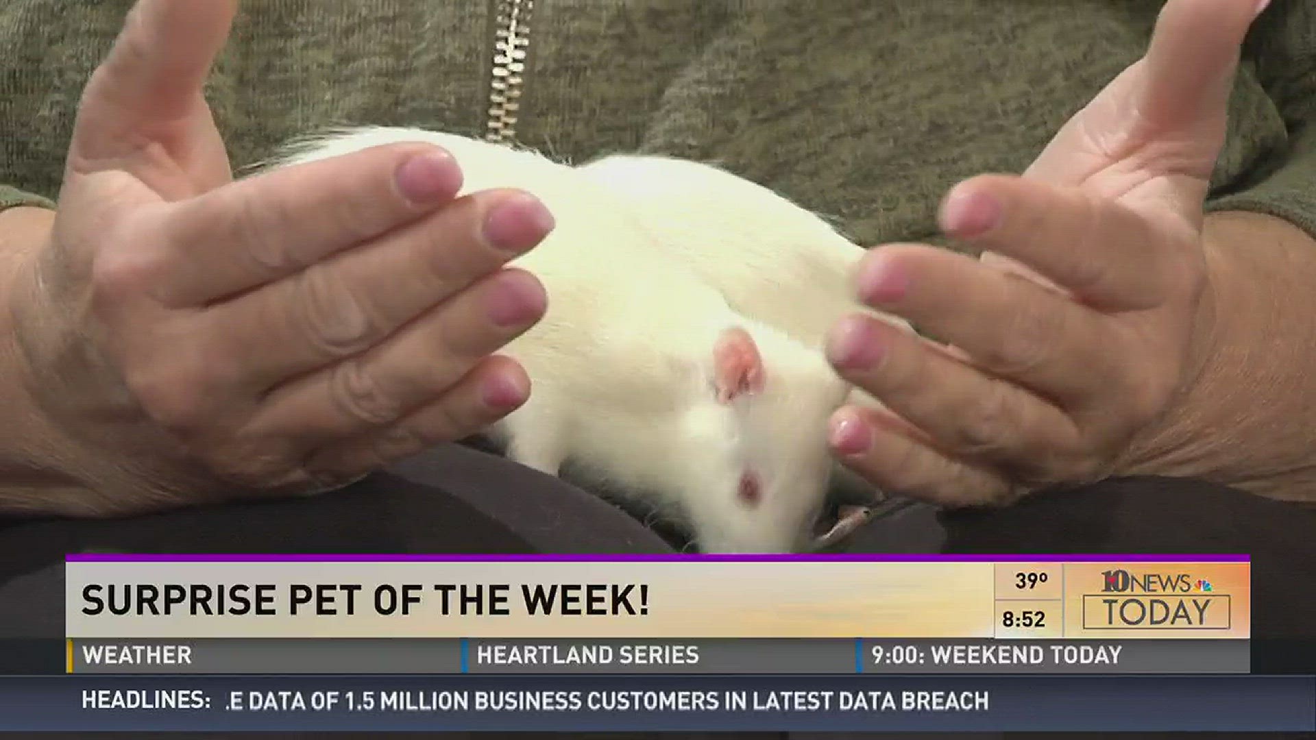 Monica with the Young-Williams Animal Center brought two adoptable white rats to the 10News studios.