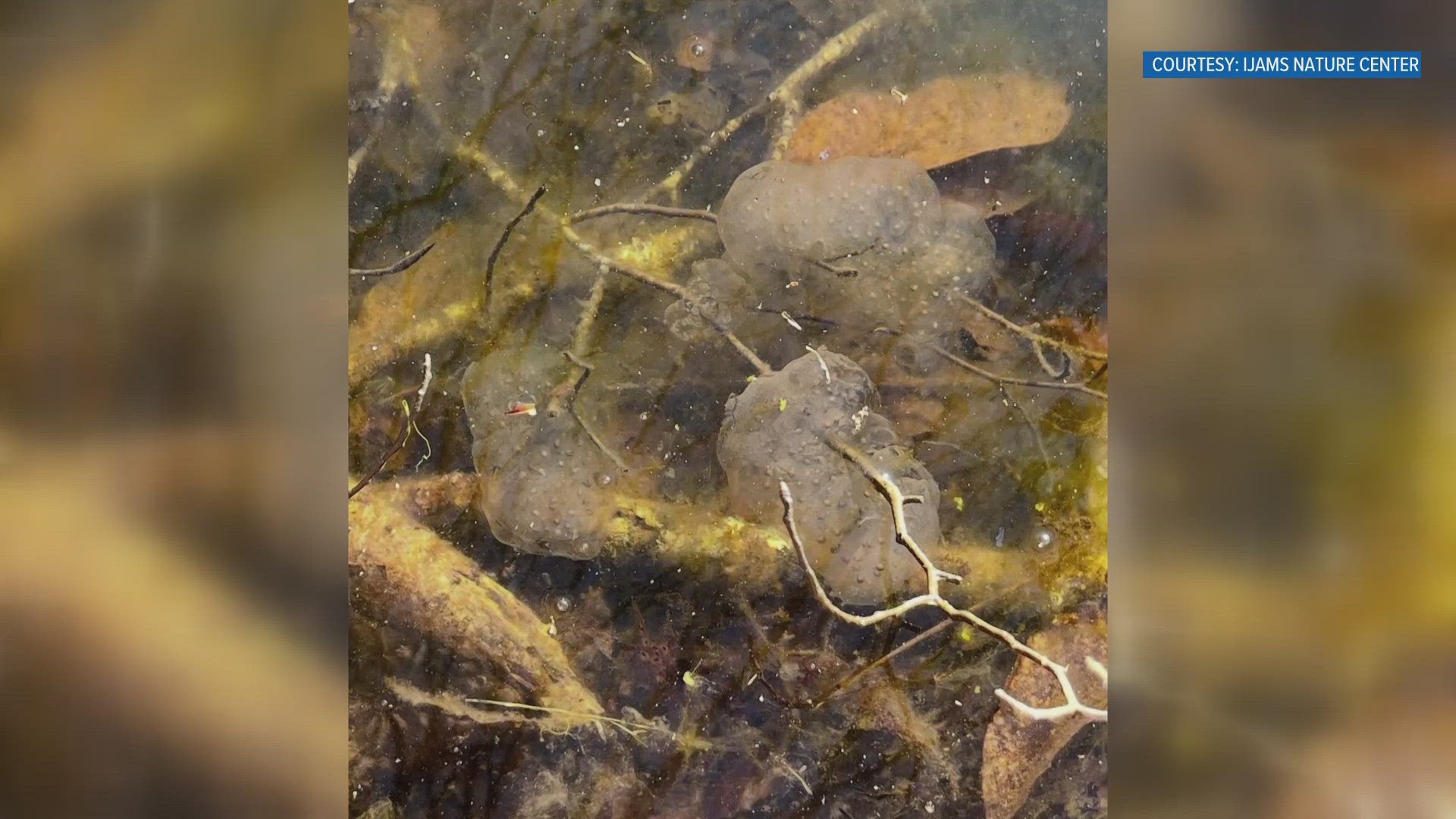 The creature spends most of the year underground and migrates to temporary pools and ponds to mate and lay egg masses. 