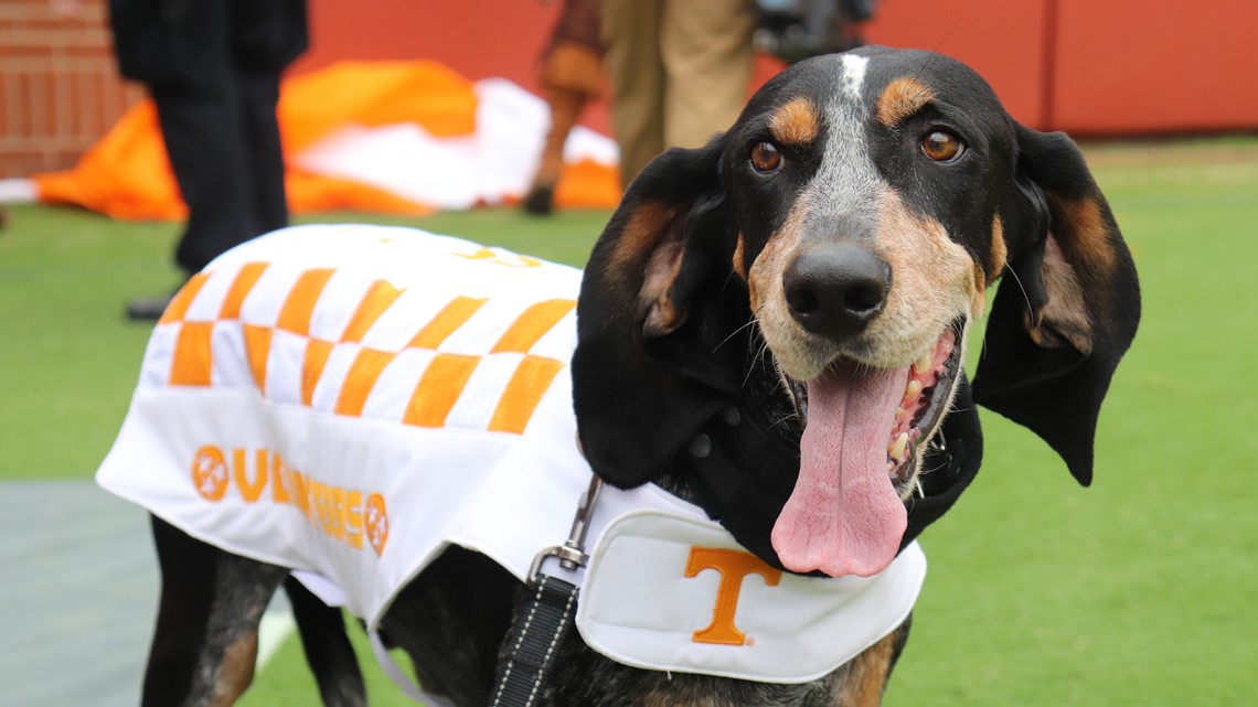 Tennessee mascot Smokey is celebrating 66 years on the sidelines | wbir.com