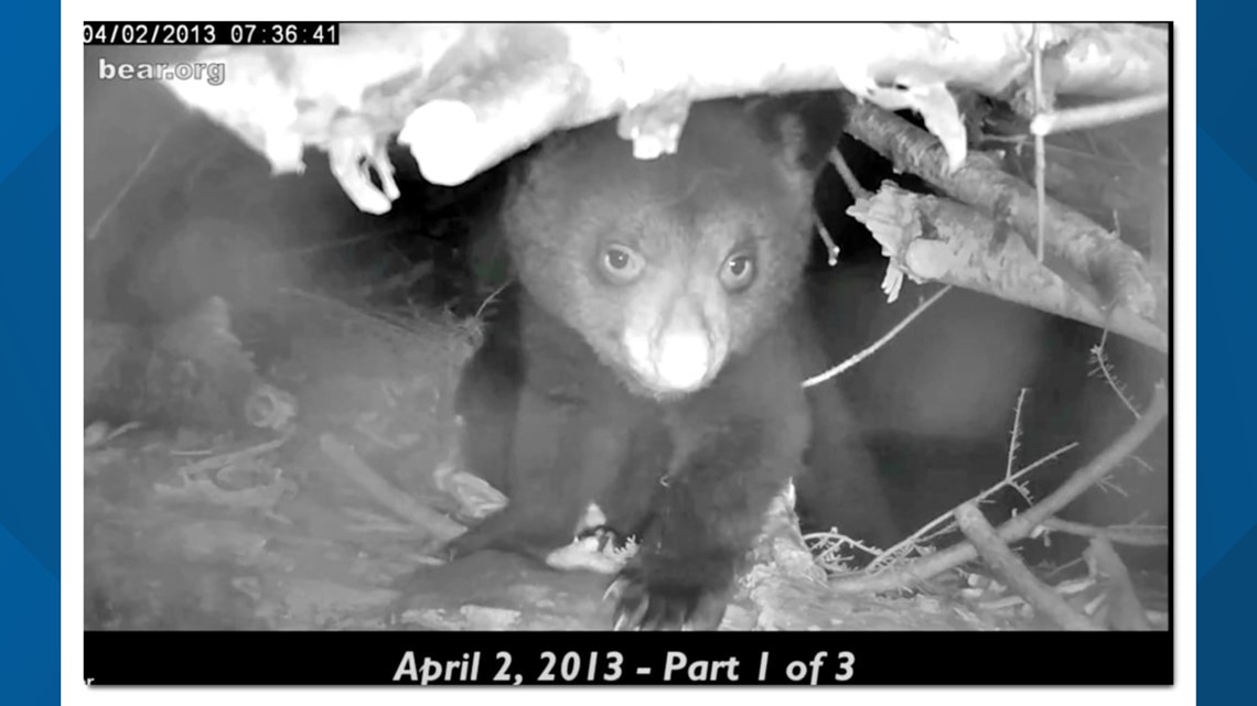 Black bear families to start leaving dens, according to Appalachian Bear Rescue - Vimarsana News