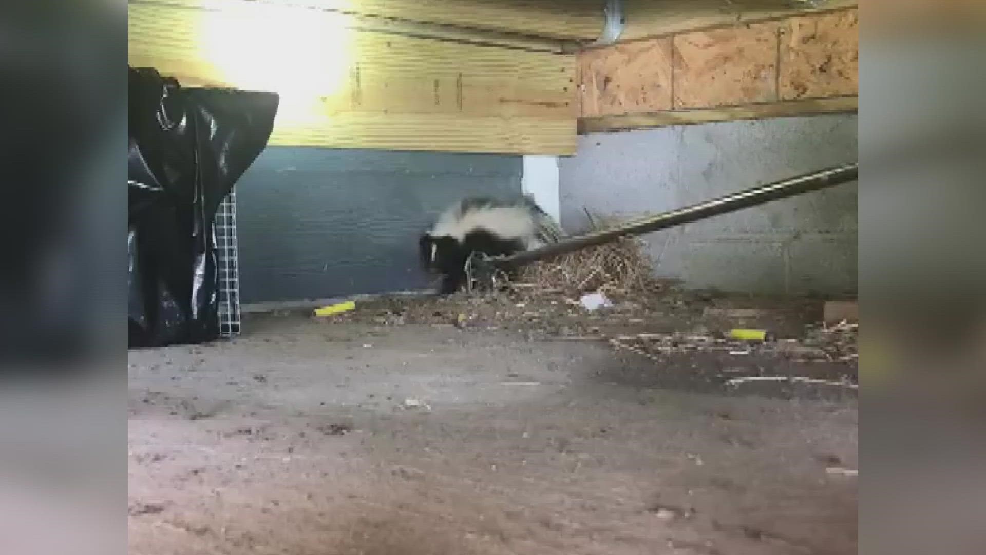 TWRA says to close off any openings around your house where skunks could inside.