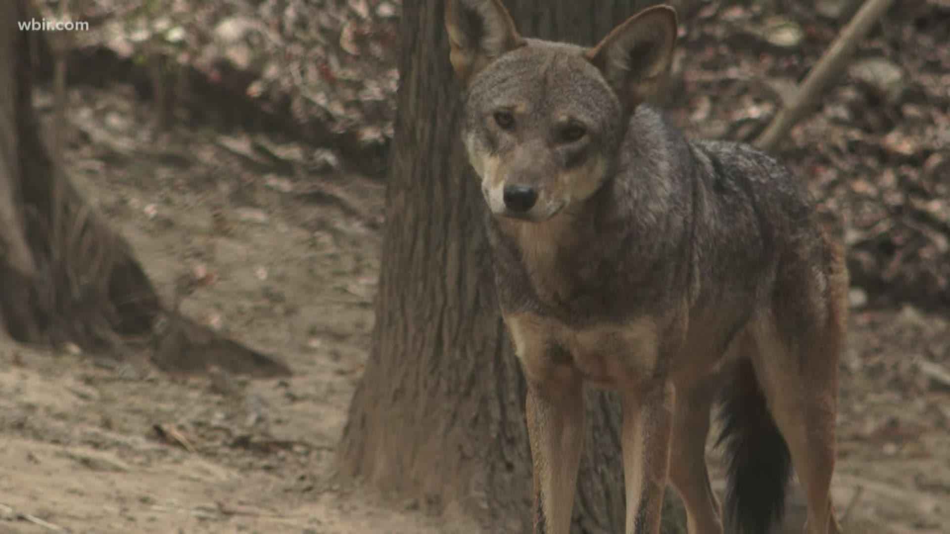 It's been 20 years since the end of a project that tried and failed to reintroduce red wolves in the Smokies.