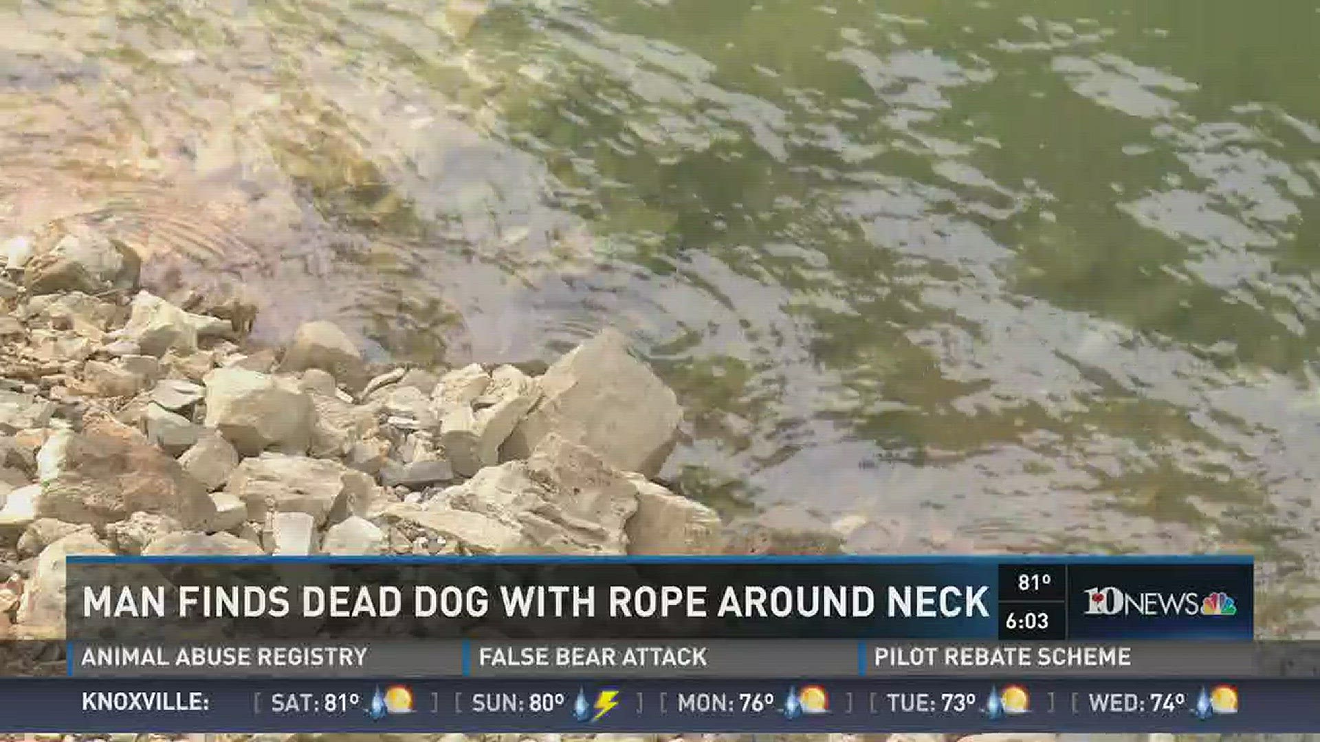 Grainger County authorities are investigating dog found floating in Norris Lake.