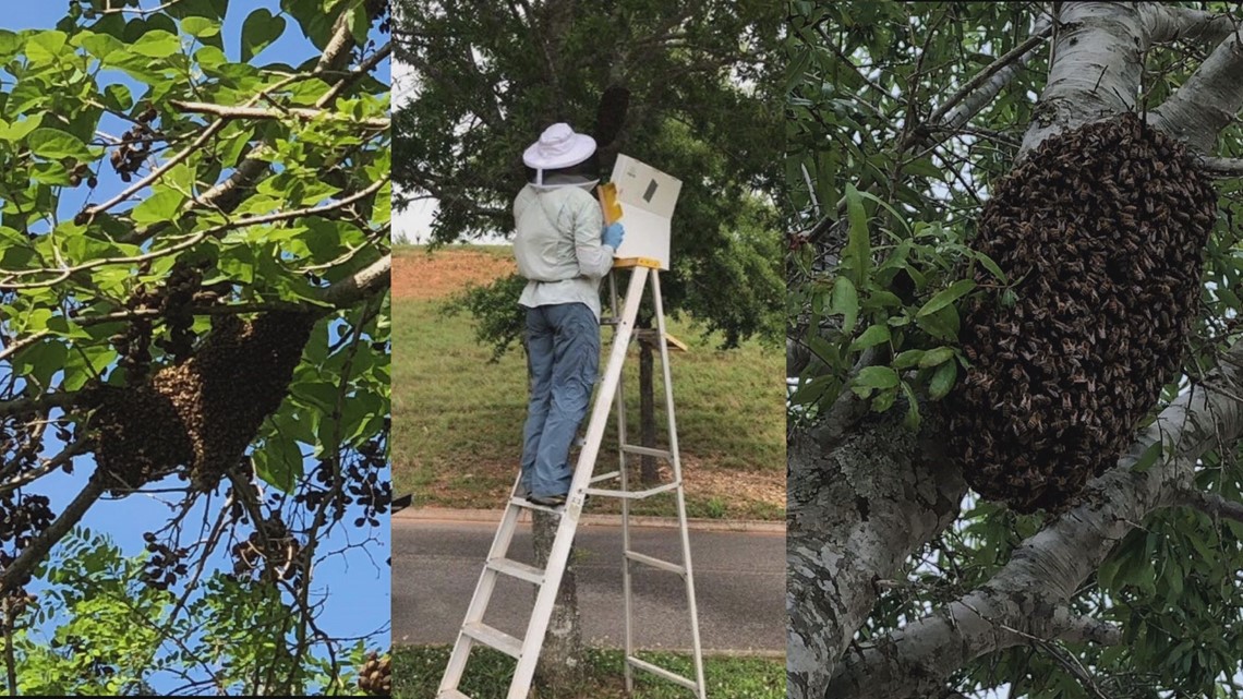 Spring Means Bees Are Swarming Heres What To Do If You See A Swarm