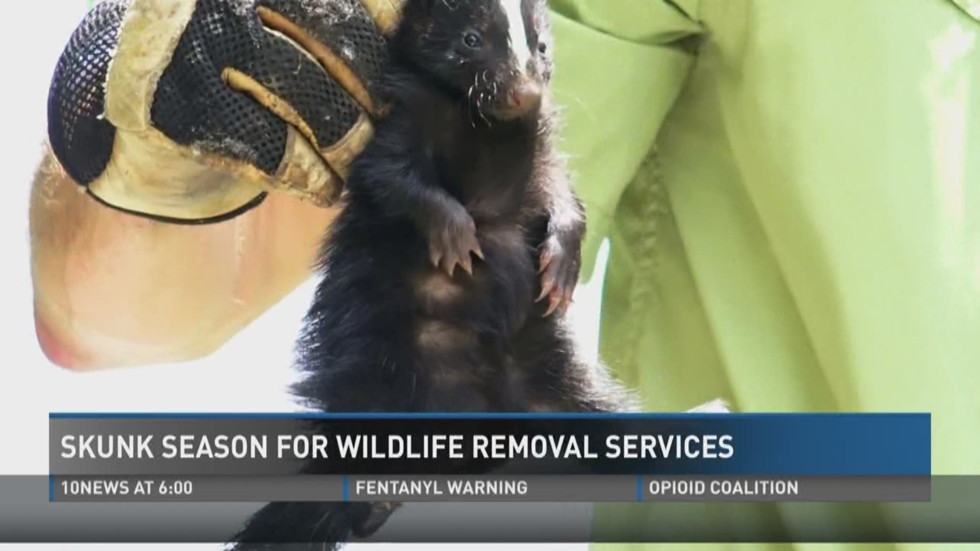 This is the time of year when wildlife companies remove all types of baby critters, including some adorable little animals that can be a lingering problem. June 15, 2017.