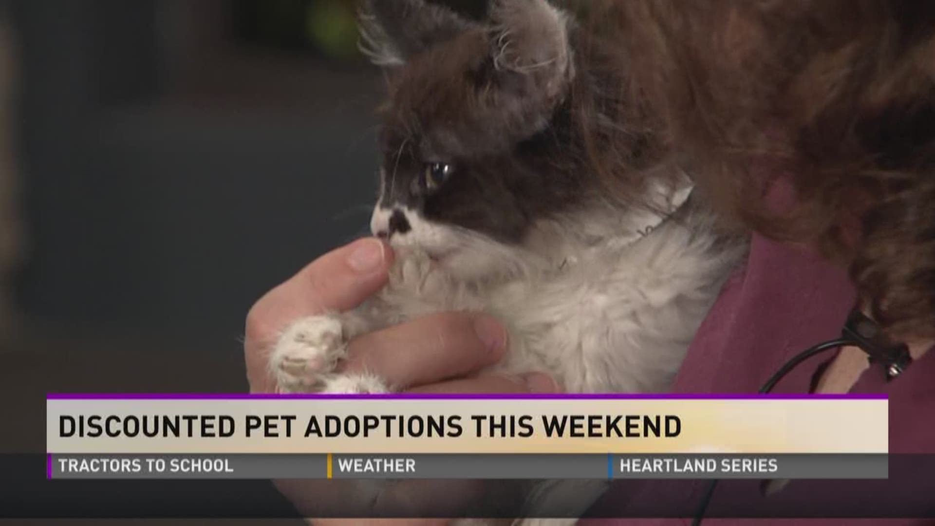 Dr. Lisa Chassy of Young-Williams brings by the pet of the week (Wink, cat). She also discusses discounted adoptions.