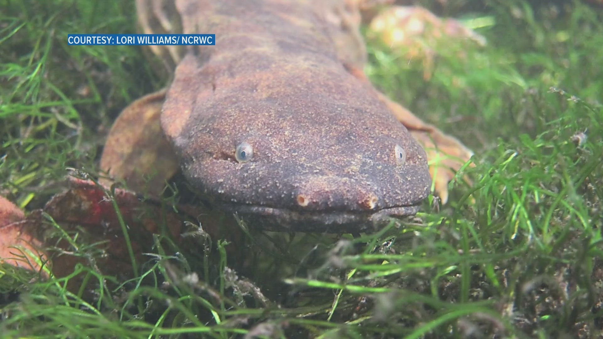 Hellbender salamanders, often found in East Tennessee, see