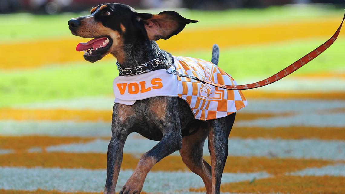 It's official! Smokey is now Tennessee's state dog