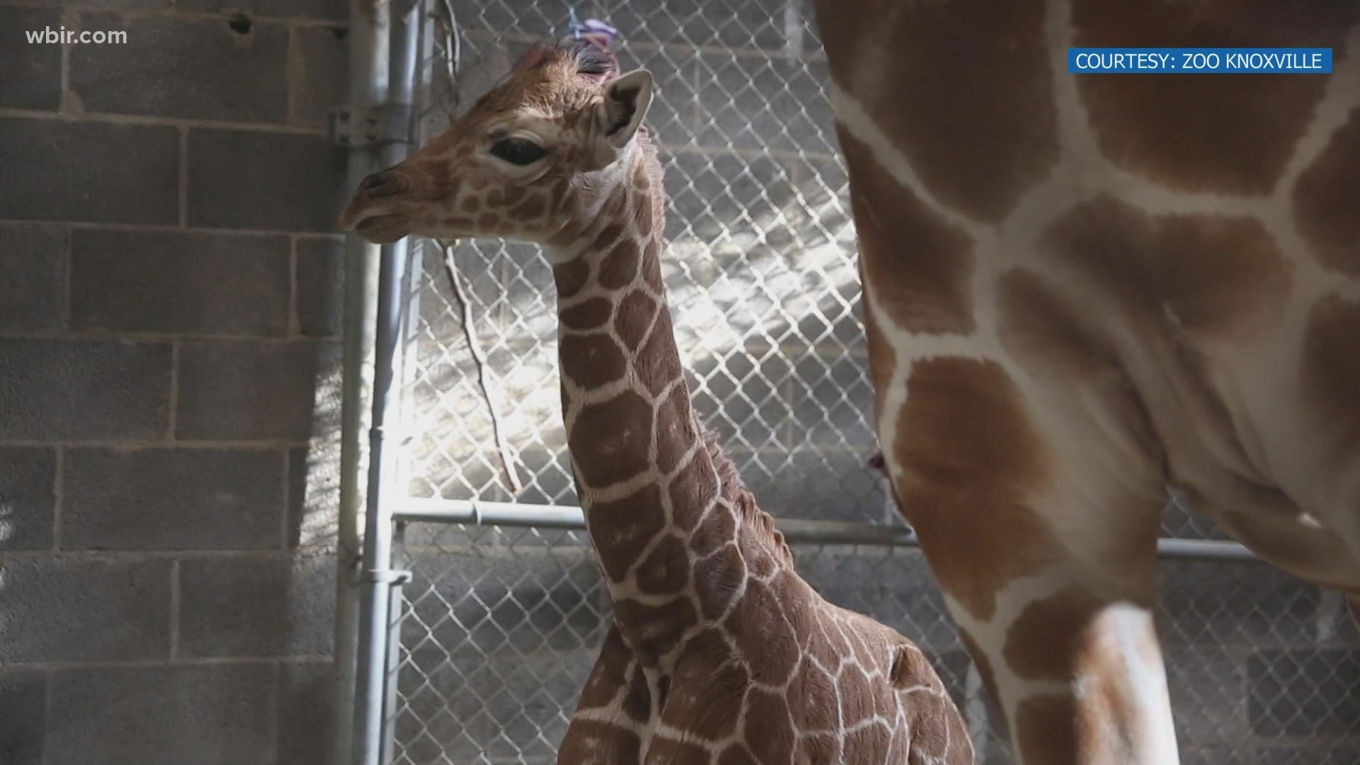Frances the giraffe gives birth to male giraffe on Christmas eve. Visit their Facebook page to learn more. Dec. 28, 2020-4pm.