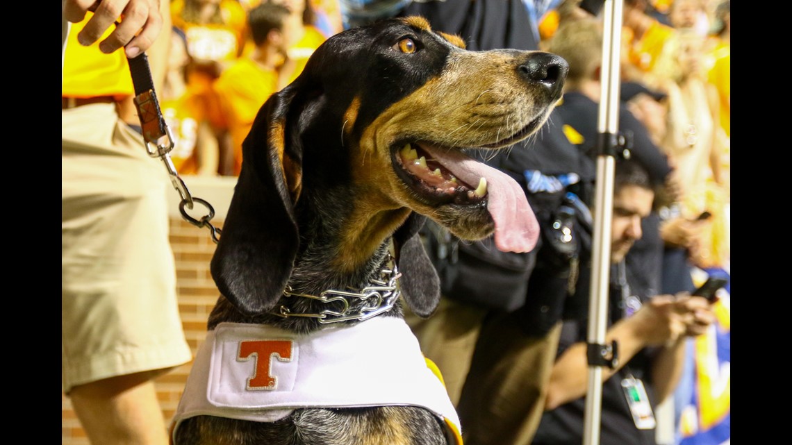 Blitz, son of Cowboy Kohl, becomes Boise State's new official tee dog 