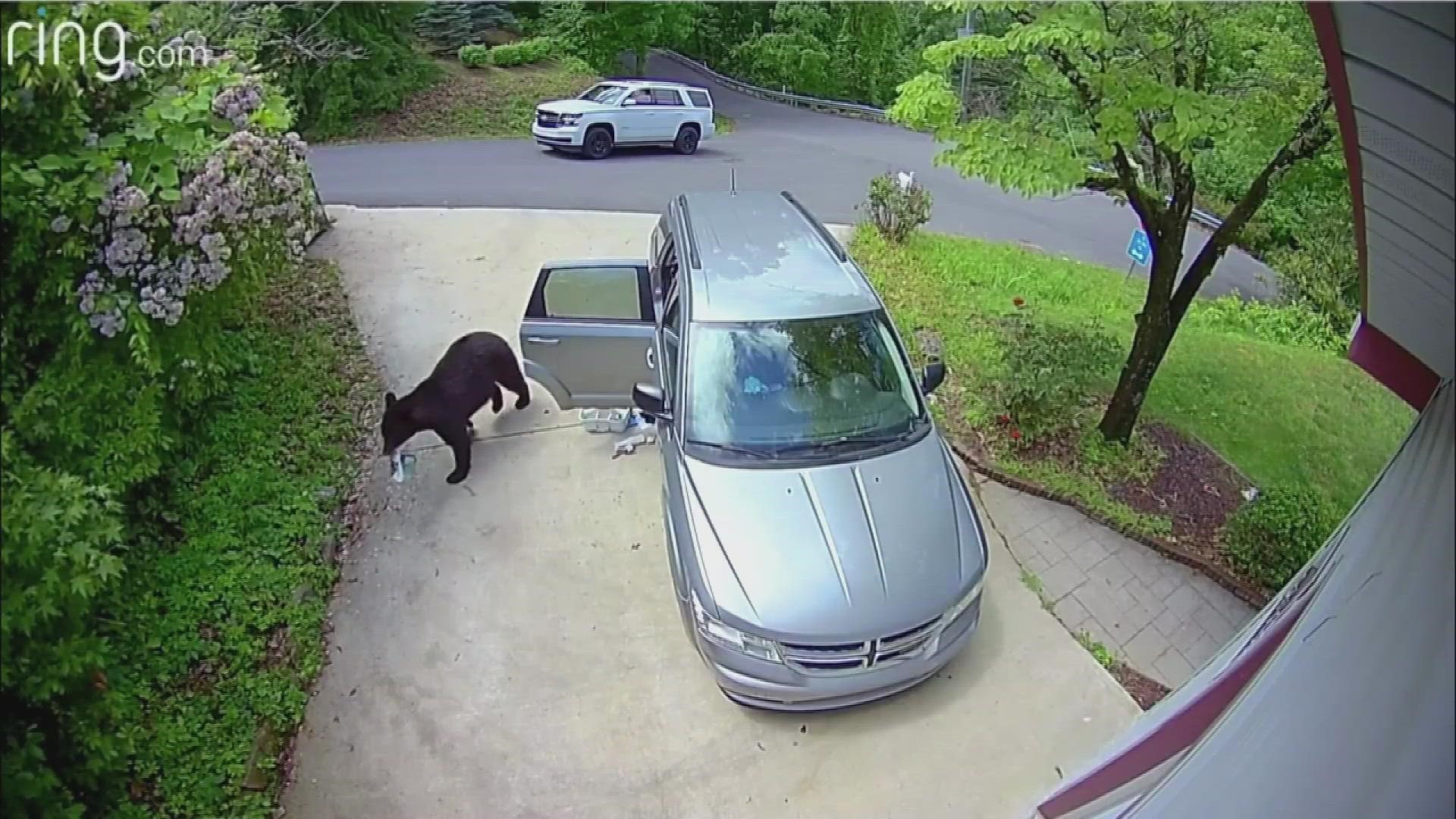 Ring will be showing off video of bears breaking into a vehicle taken from a Gatlinburg cabin in its commercial at this year's big game.