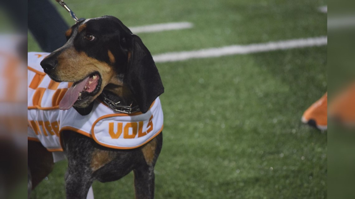 Tennessee mascot Smokey is celebrating 66 years on the sidelines | wbir.com