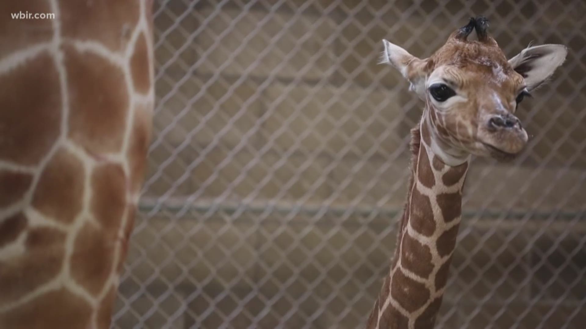 Zoo Knoxville is on Cloud 9 after Frances the giraffe welcomed a calf in the early hours of July 1. The calf was born with no help from zoo staff to first-time mom Frances. This is also the first offspring for three-year-old Frances and 16-year-old male Jumbe. To learn more visit knoxvillezoo.org. July 2, 2019-4pm.