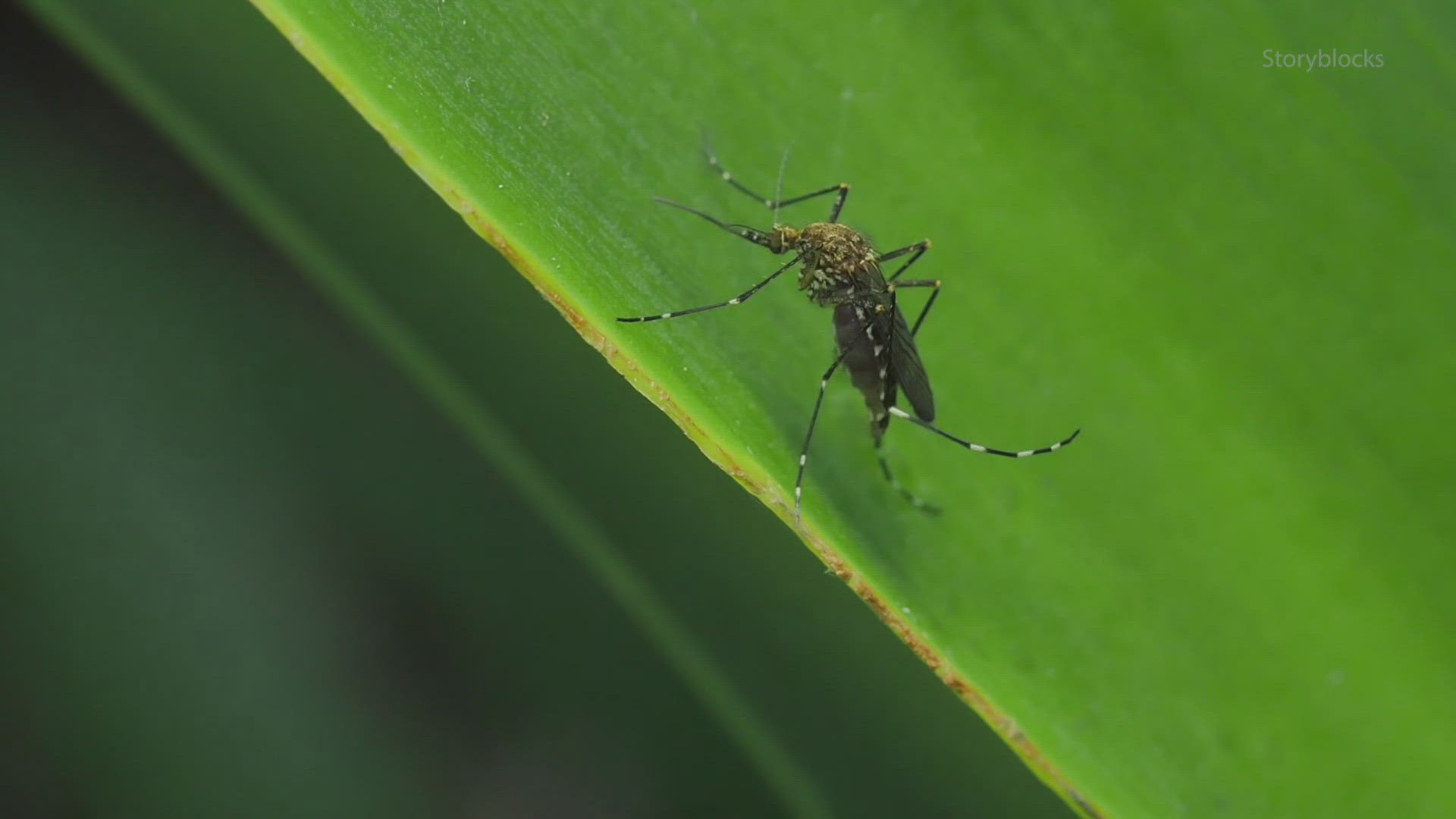 There is a growing threat of mosquito-borne diseases across the country. In Knox County, there have been six reports of the La-Crosse virus this summer.