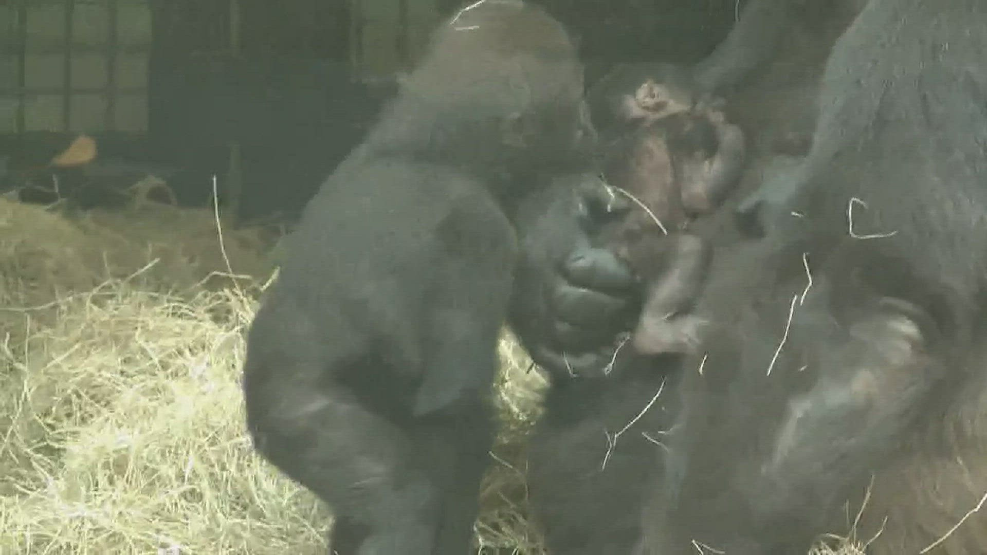 Zoo Knoxville welcomed a baby gorilla Sunday! Tina Rolen gives an update on how the baby and mom are doing. September 12, 2016.