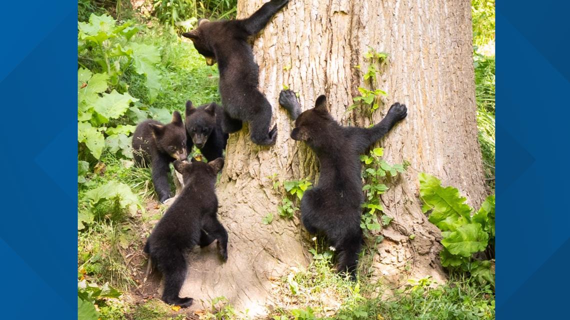 mama bear and cubs playing