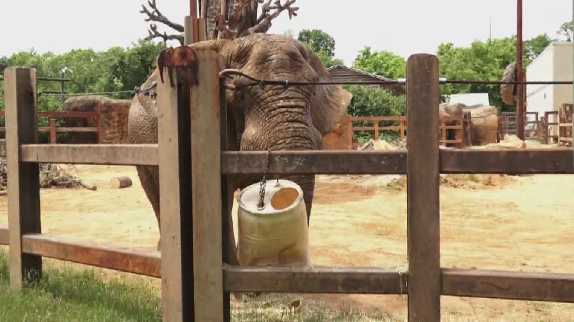 May 17, 2018: Forget peanuts. Zoo Knoxville wants to put the fresh-cut trees and branches from your yard on its elephants' menu.