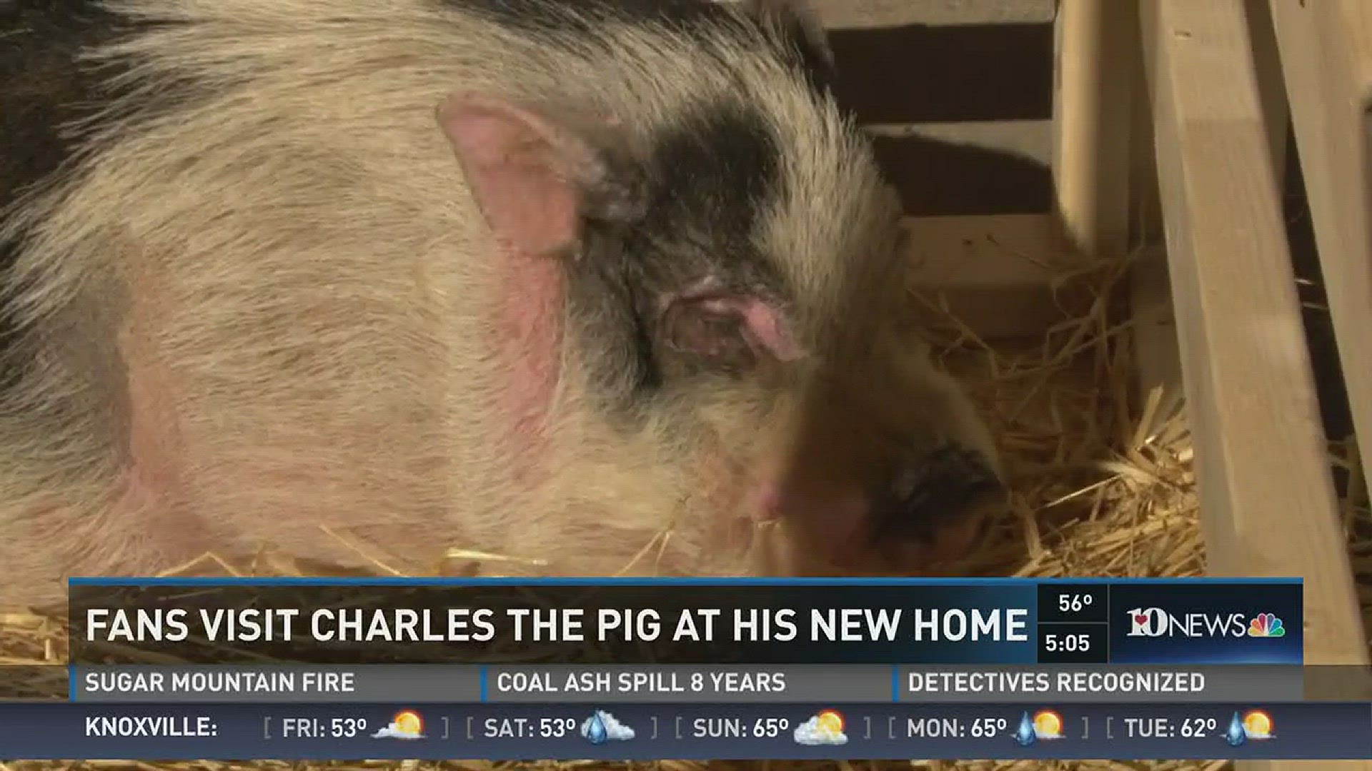 Charles the Pig survived the devastating wildfires by burrowing into the mud at his family's home, which was destroyed by the flames. (12/22/16 6PM)