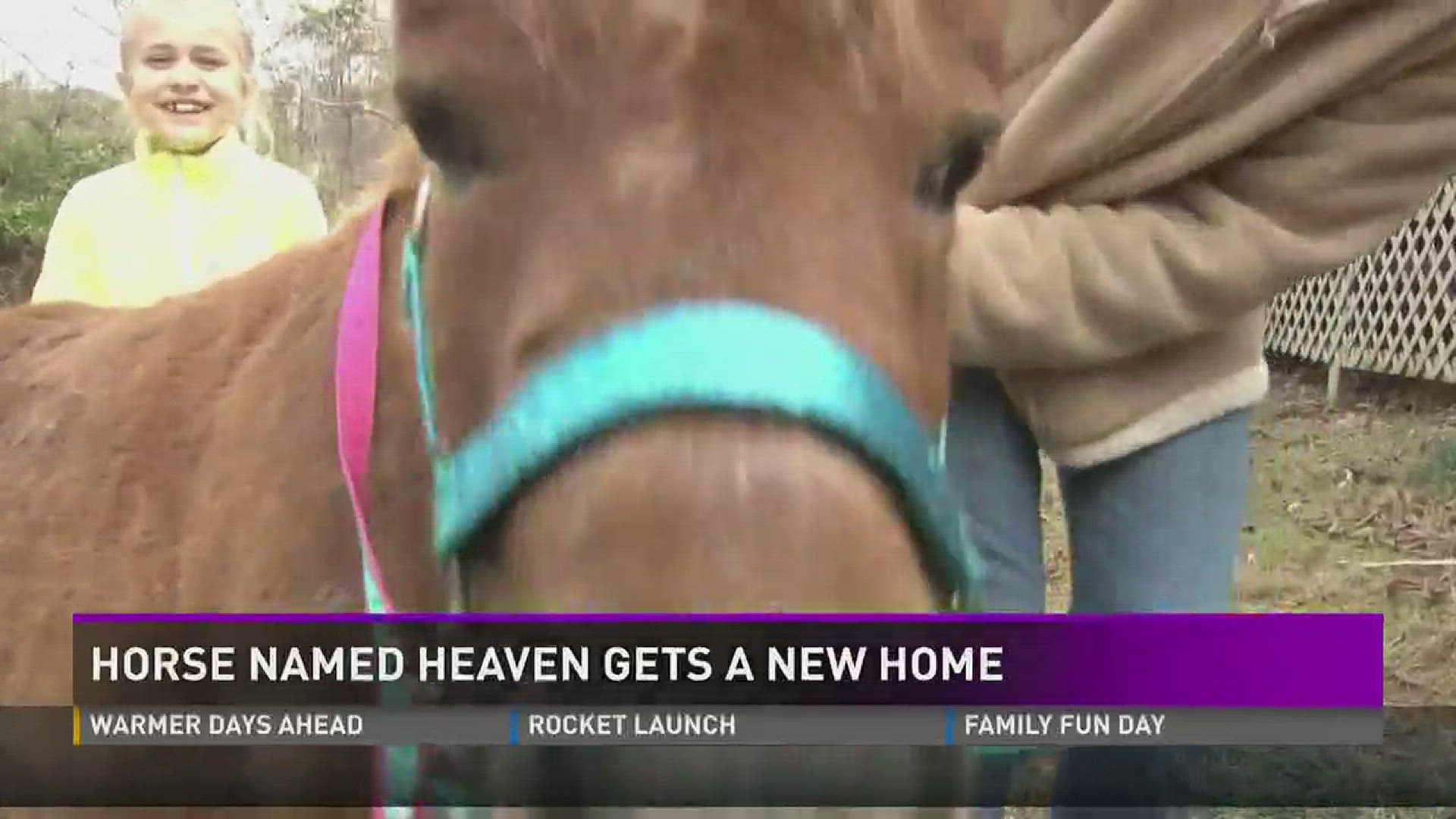 A community pitched in to make sure Heaven, a therapeutic mini-horse who survived the Sevier County wildfires, had a place of her own to call home.