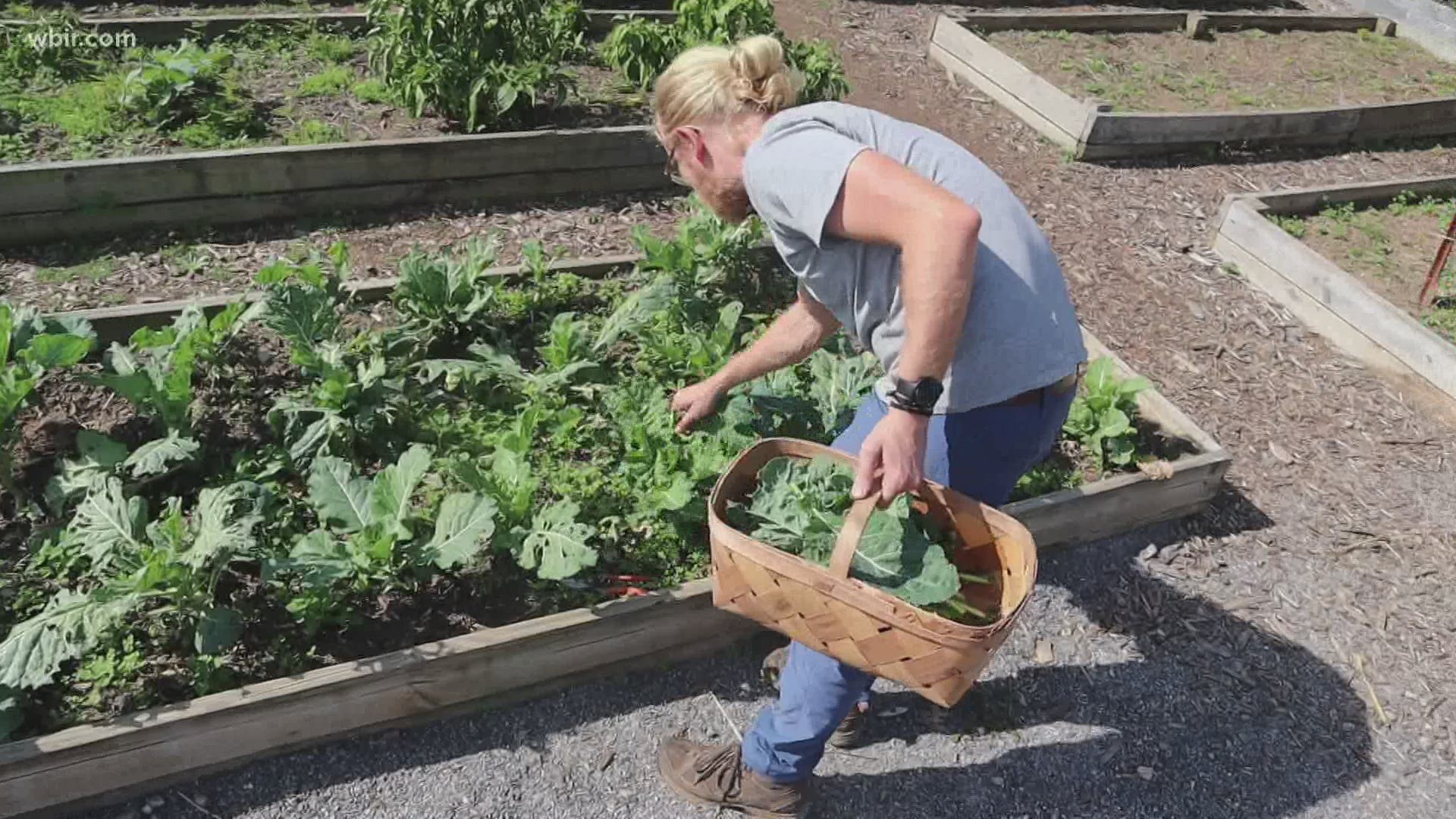 The Knoxville Botanical Garden and Arboretum decided to convert educational gardens into production spaces, to help meet food insecurity issues due to COVID-19.