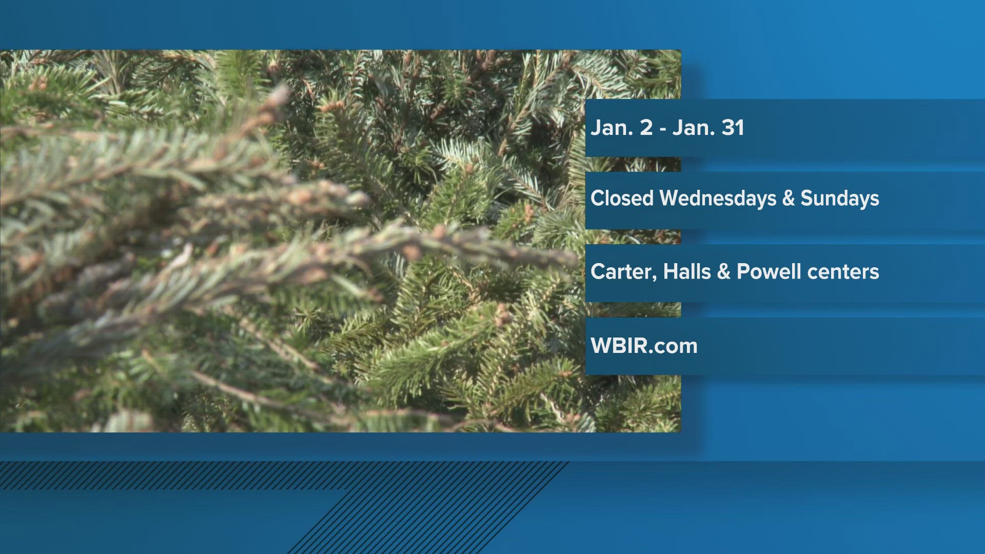 Here's how you can dispose of your Christmas tree in Knoxville | wbir.com