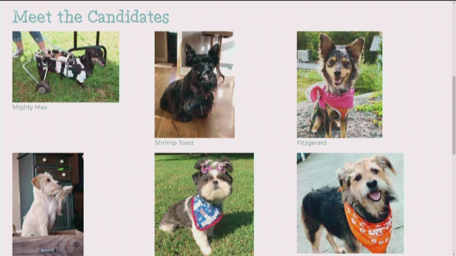 The top 10 candidates have been chosen for Scruffy City Mayor. Find out how you can vote for the next canine-in-chief.