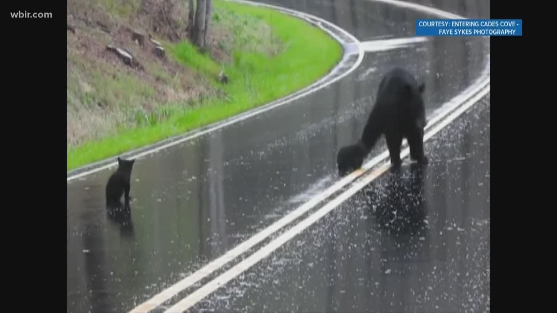 This video shows a momma bear with her cubs crossing the road in the Smokies.