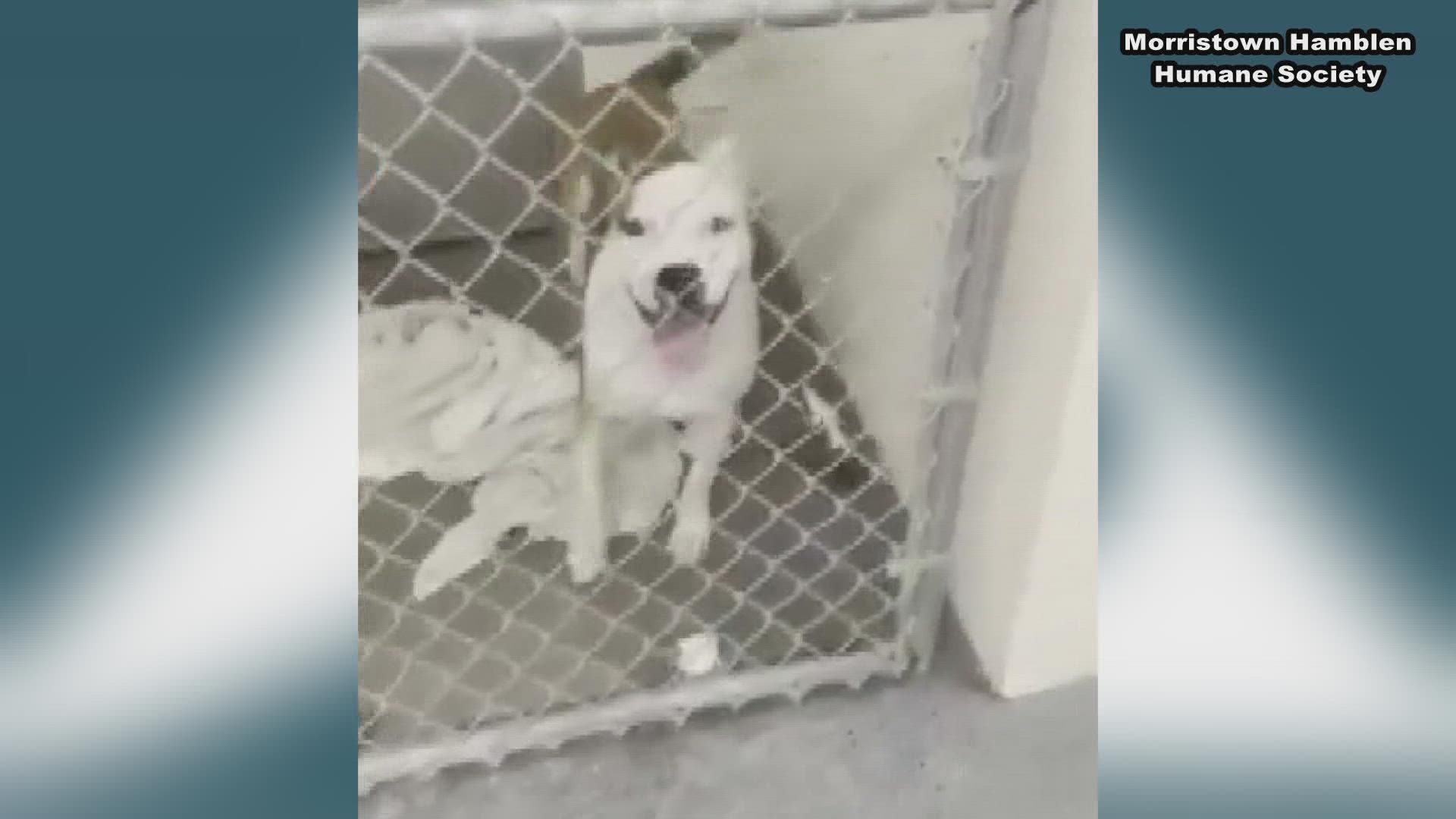 Young-Williams Animal Center and the Morristown-Hamblen Humane Society said they are having to find more room as their animal shelters fill up.