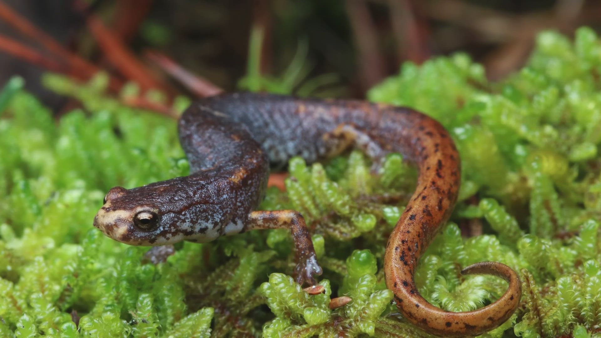 Researchers are trying to make underground crosswalks for these all-important amphibians.