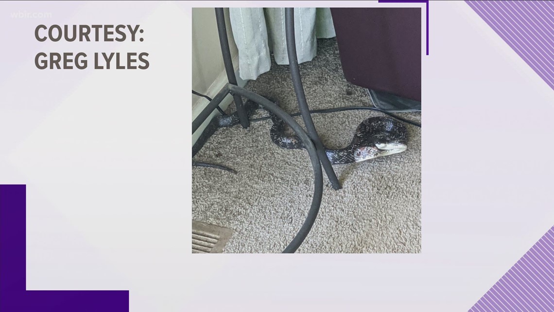 What to do if you find a snake in your house