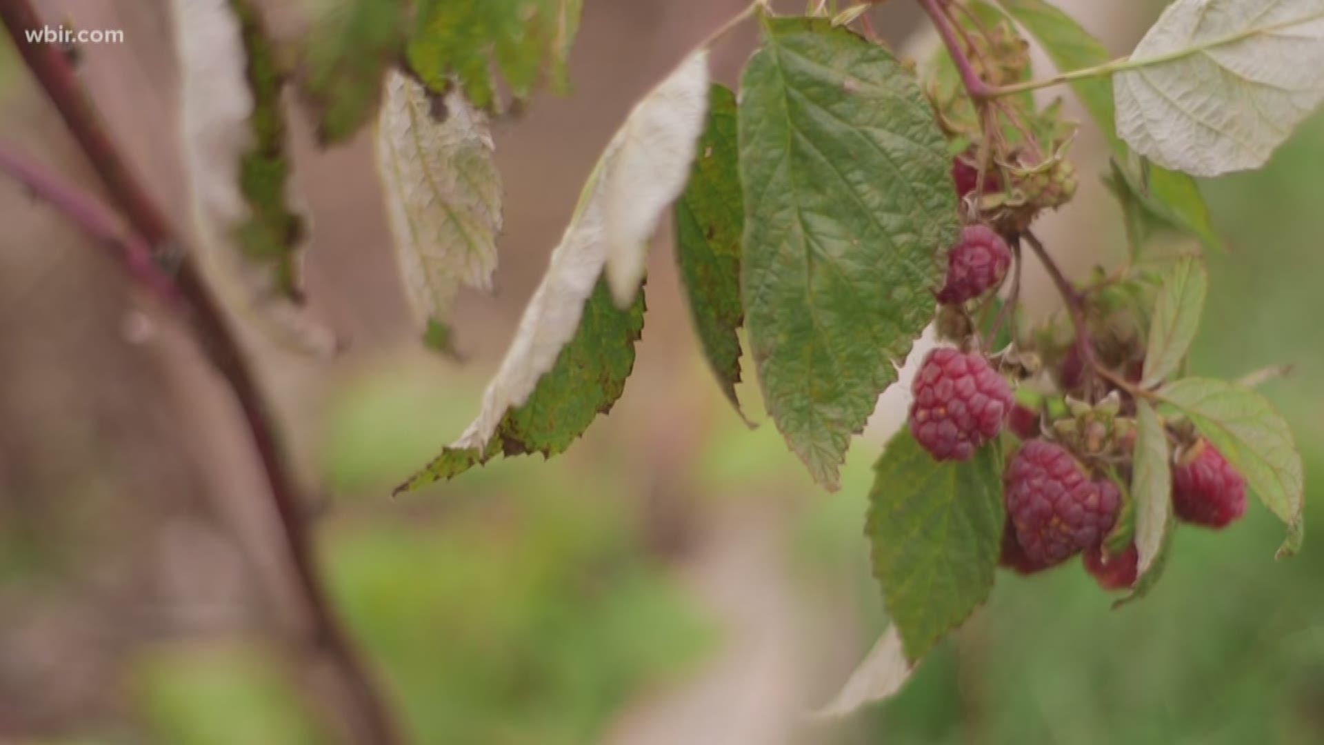 Local craft brewers are working hard to use local ingredients in their beer.