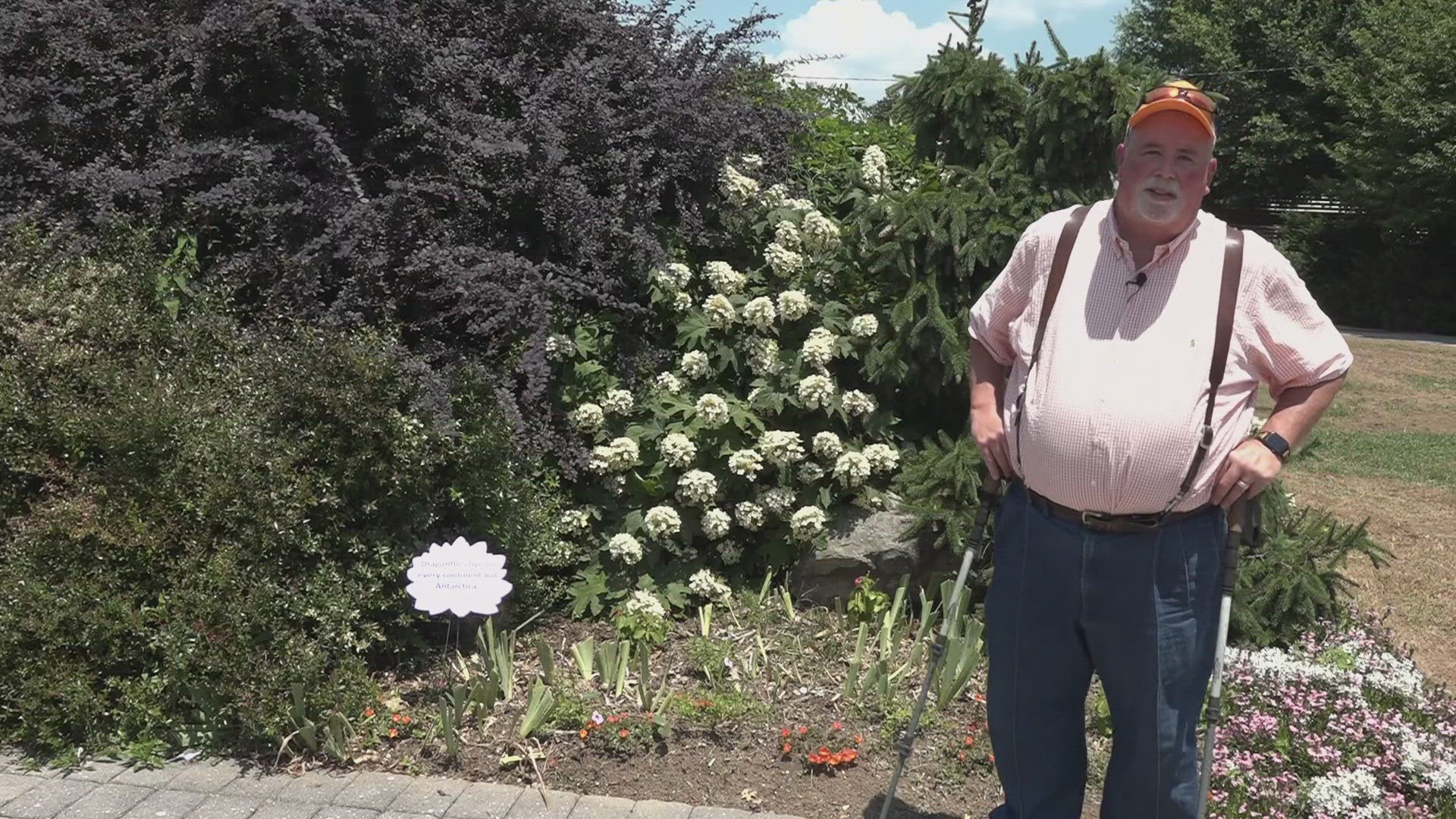 Neal Denton said if you care for the hydrangeas properly, it will bloom for many weeks.