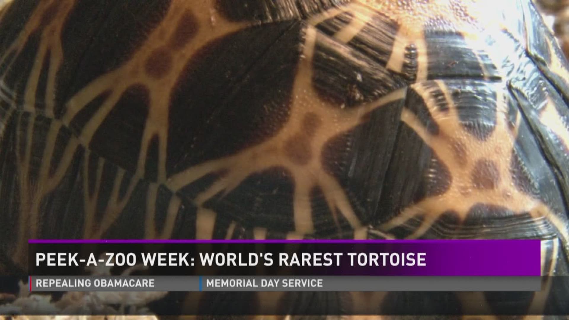 Zoo Knoxville is one of the top facilities in the world in the preservation and breeding  oof rare tortoise species