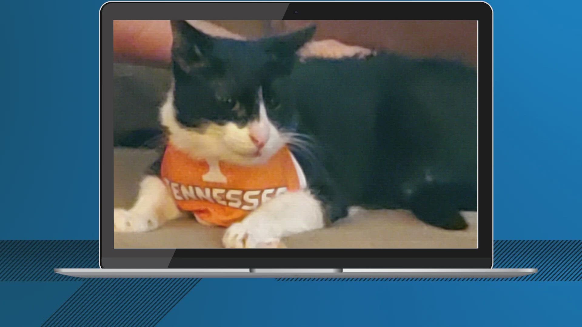 We've been showing you some dogs pulling for Tennessee. Now some cats are, too. 	This is Bo Bo. He is pulling for the vols.