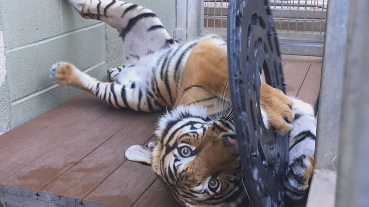 Zoo Knoxville prepares to move Arya the tiger to new home