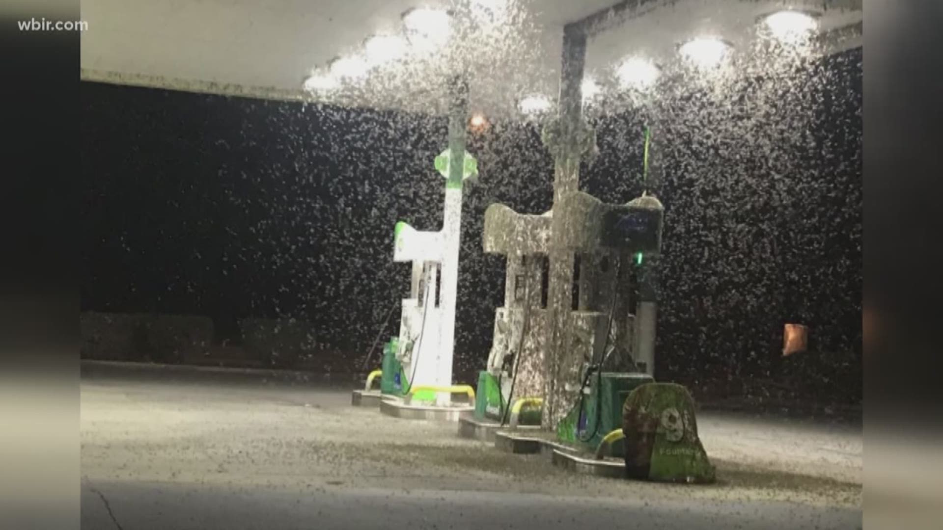 Thousands of the insects covered almost every inch of the BP gas station on West Main Street Monday night.