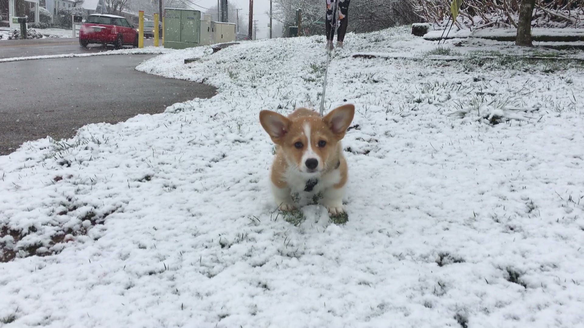 Bowie the Corgi pup is enjoying his first snow fall in East Tennessee!