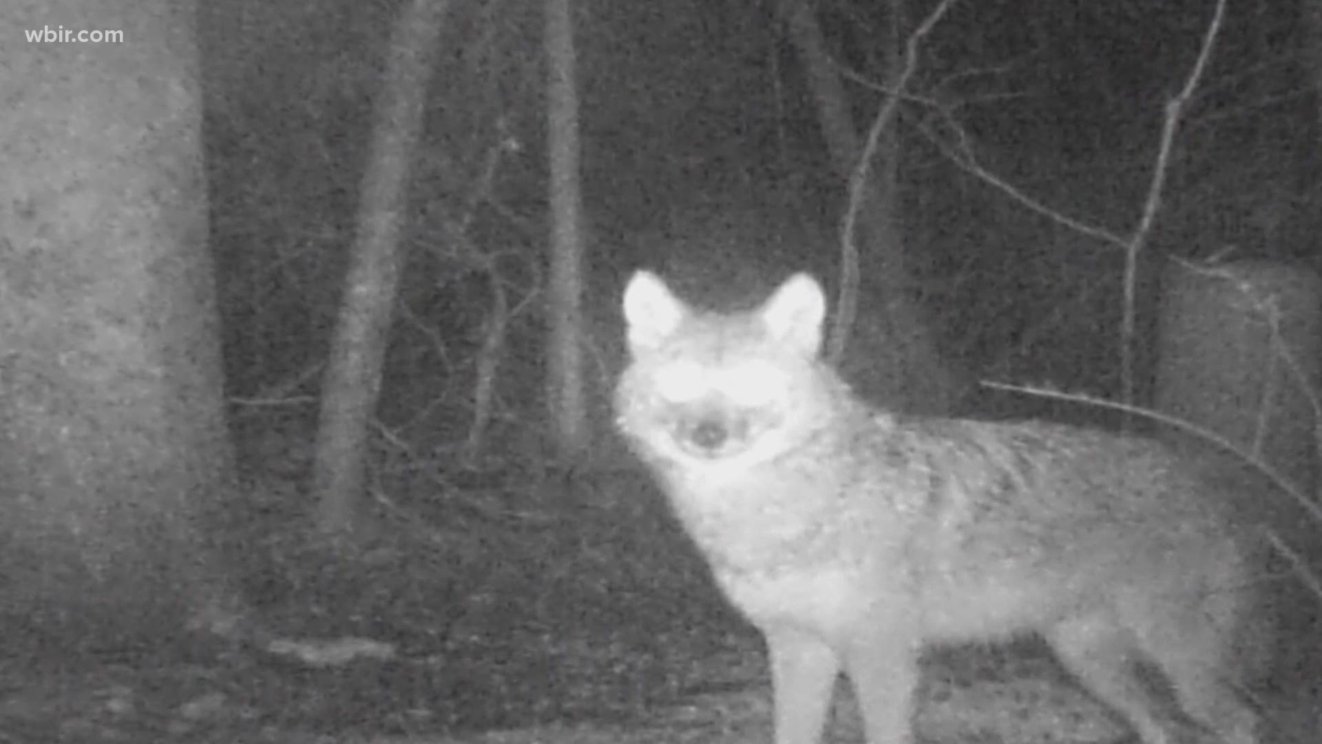 Coyotes are out and about in East Tennessee, as they come out during their mating season.