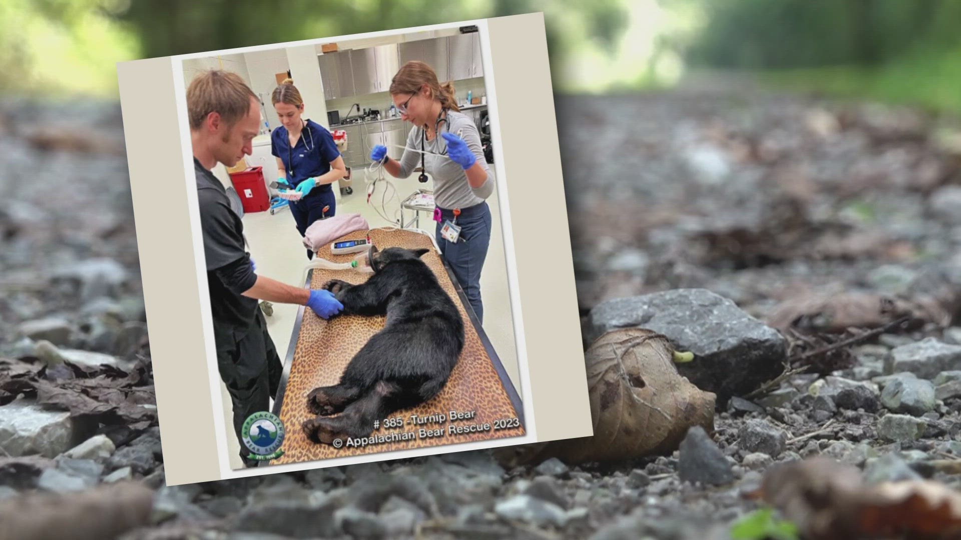 The TWRA said the family of bears dragged litter from  nearby rental cabin to the road, where they were then hit by a car.