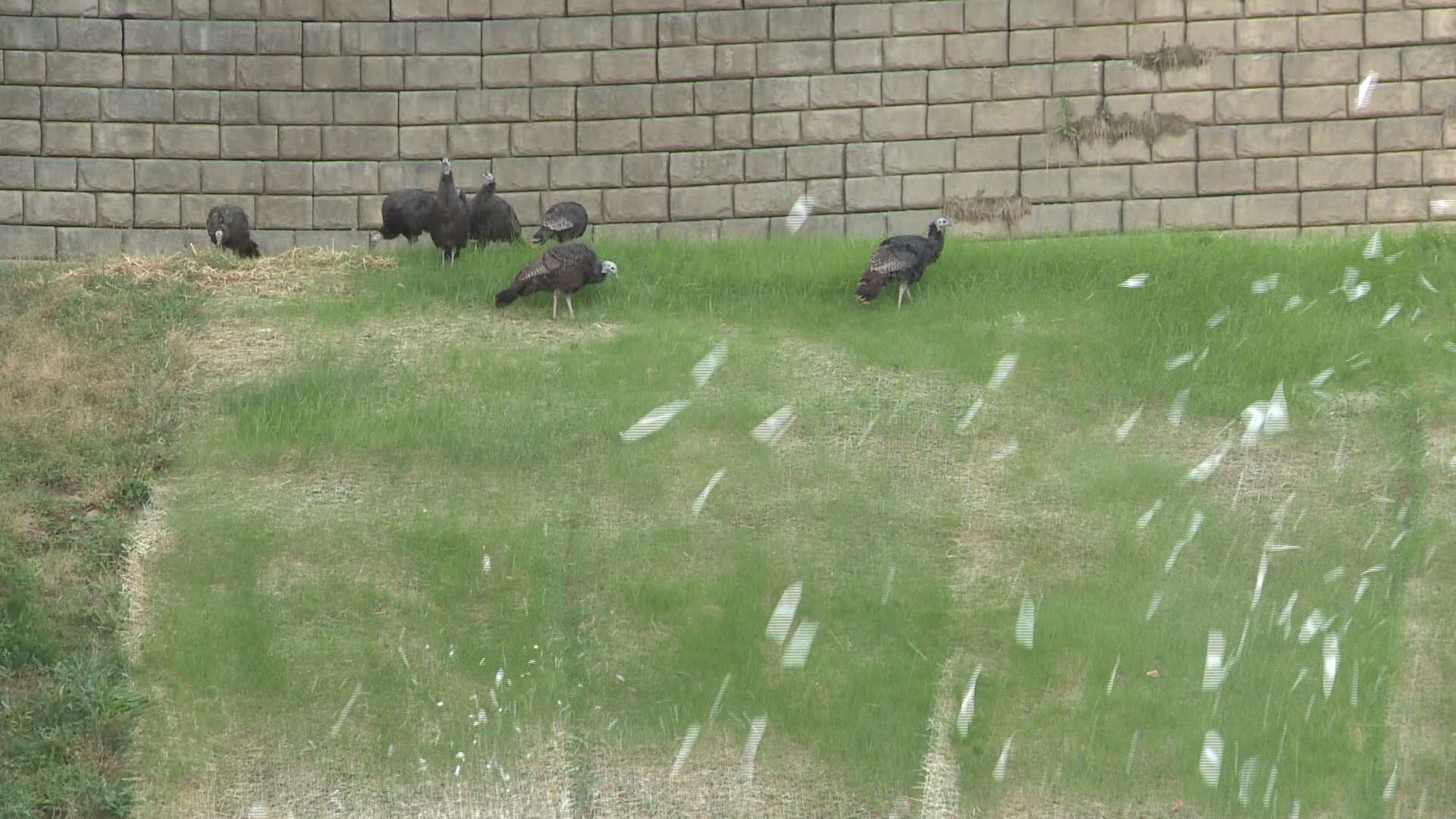 These wild turkeys were enjoying the grass on the tubing slopes at Ober Gatlinburg before they got covered in snow.