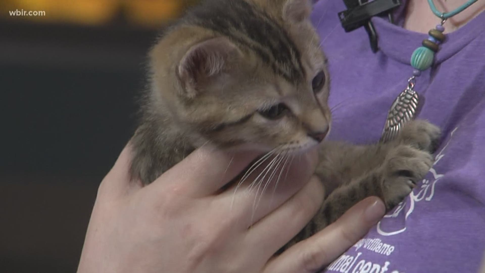 Young pWilliams Animal Center introduces us to an adoptable pet and talks about their working cat program.